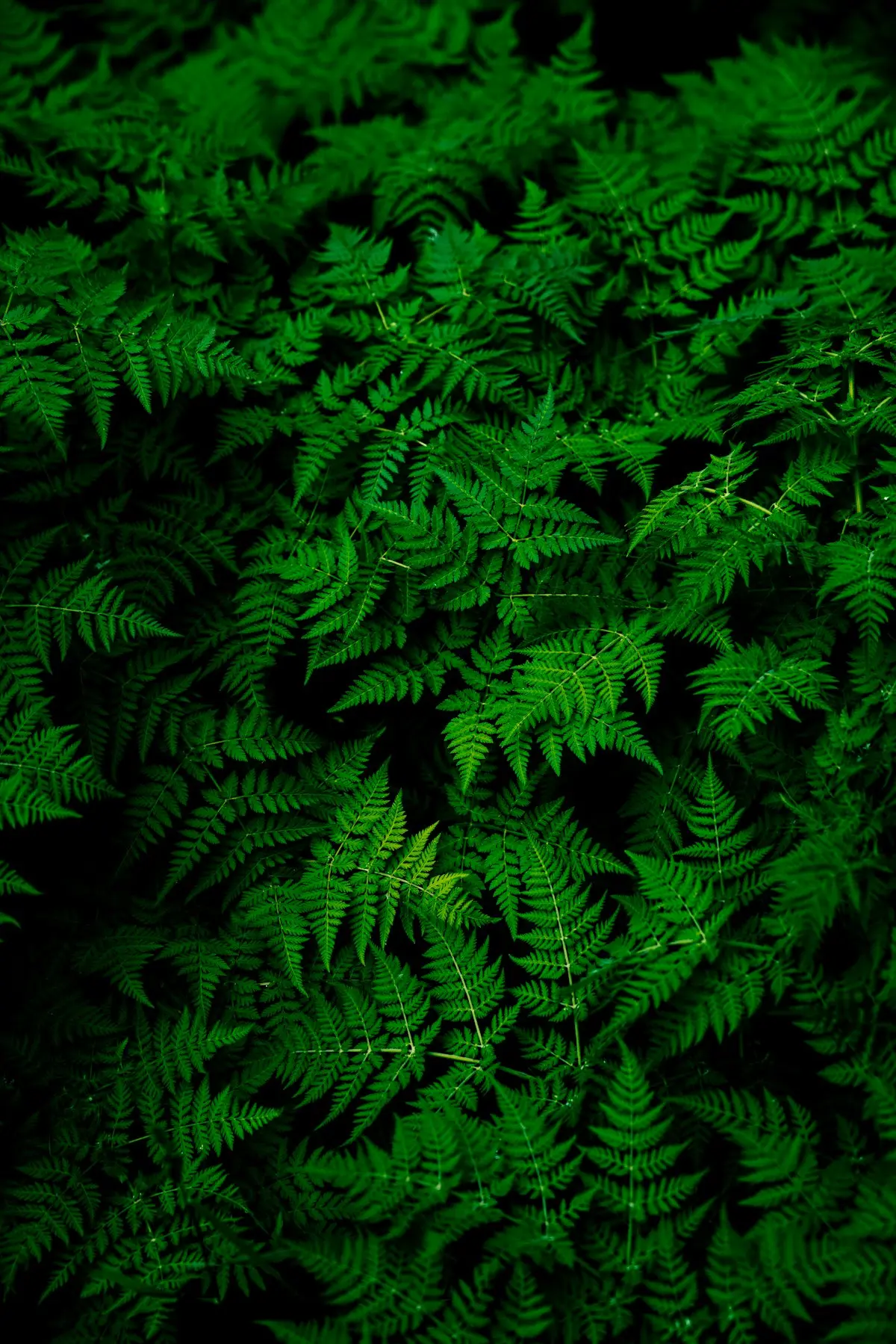 Morgenlys gennem et vindue med en grøn plante